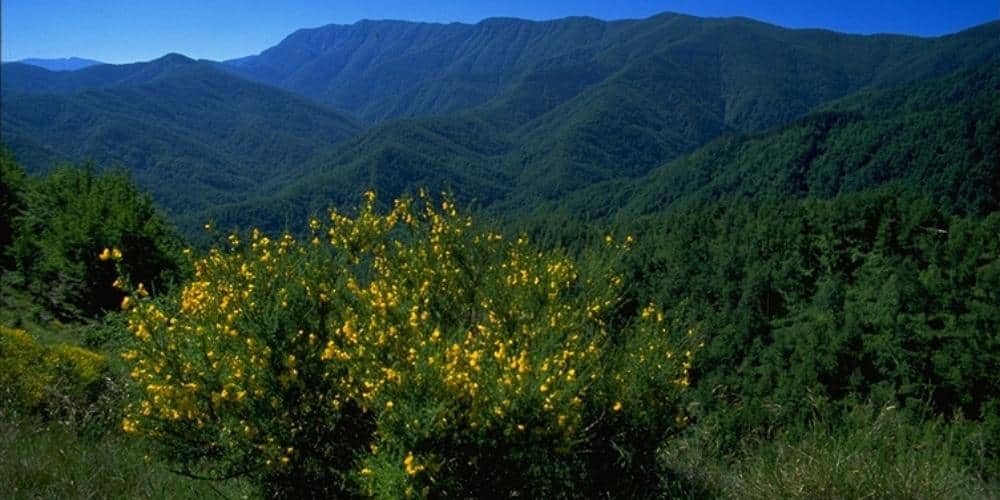 Siti Unesco: Foresta del Sasso Fratino Siti Unesco: Foresta del Sasso Fratino